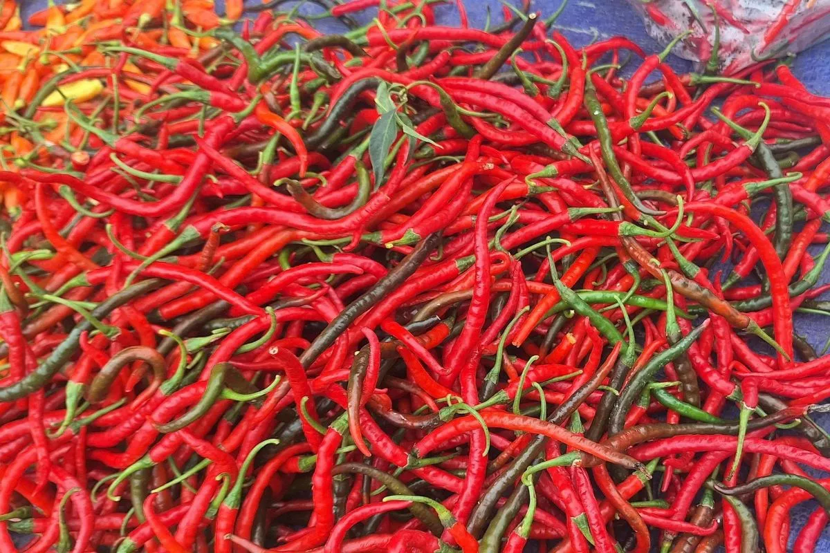 Harga Cabai Keriting Merah dan Hijau di Padang Alami Kenaikan Pasar