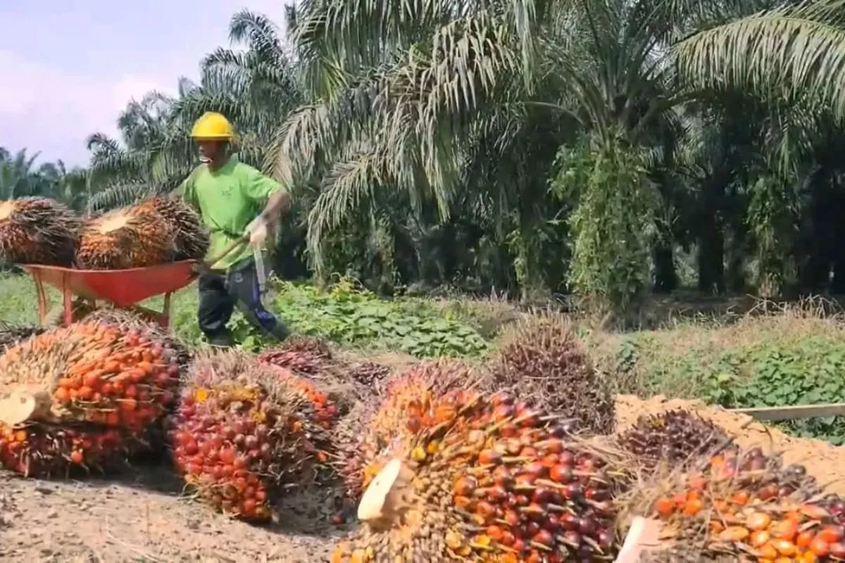 Prospek Produksi Membaik, Harga CPO Tertekan Sentimen Global
