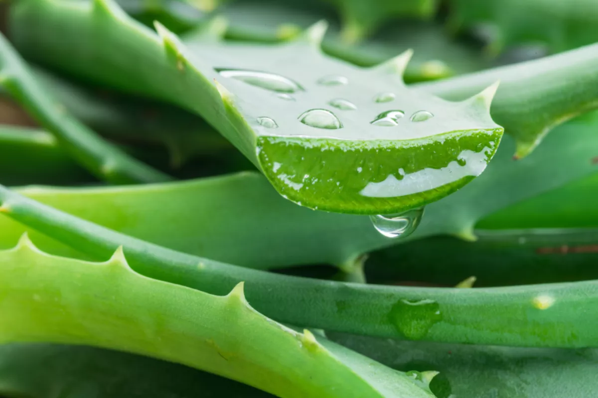 Cara Mengolah Lidah Buaya Untuk Hair Care