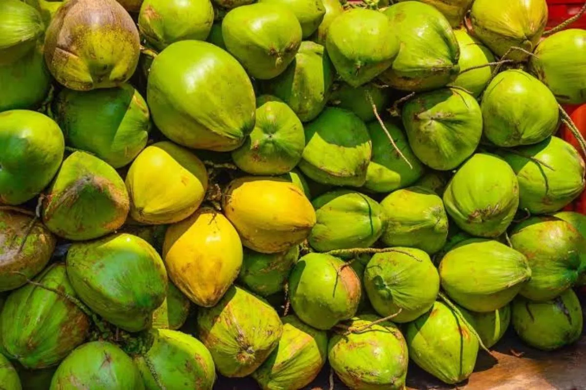 Kementan: 80 Persen Kebutuhan Kelapa Malaysia Dipasok Indonesia