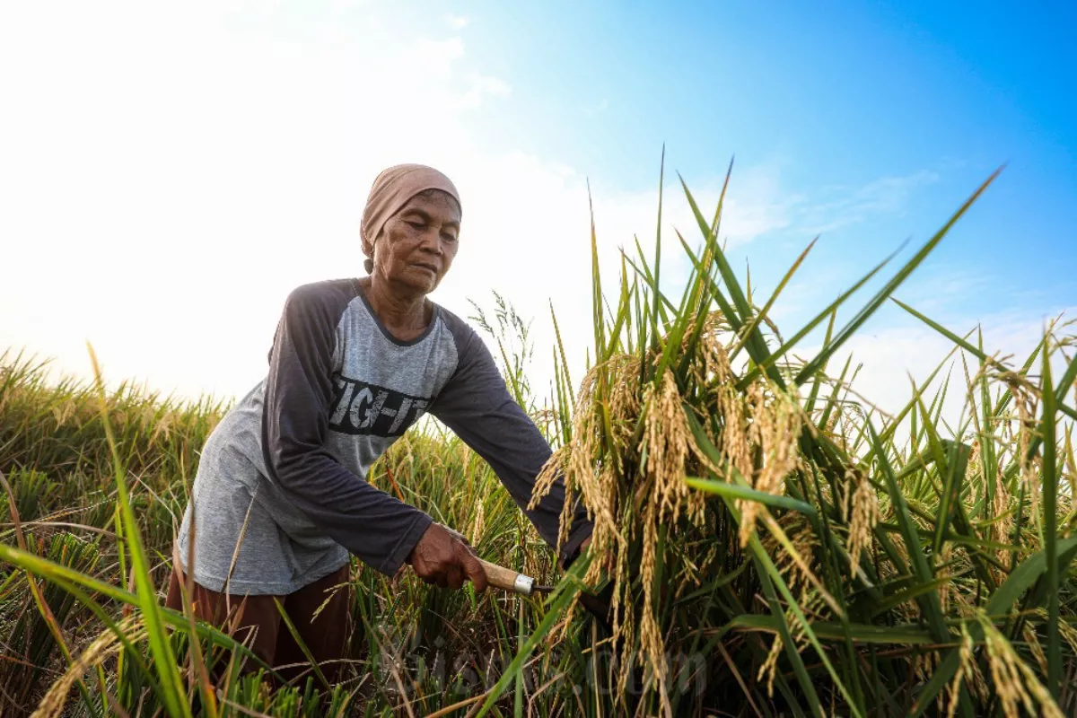 Sumedang Perkuat Ketahanan Pangan Lewat Raperda Cadangan Pangan 