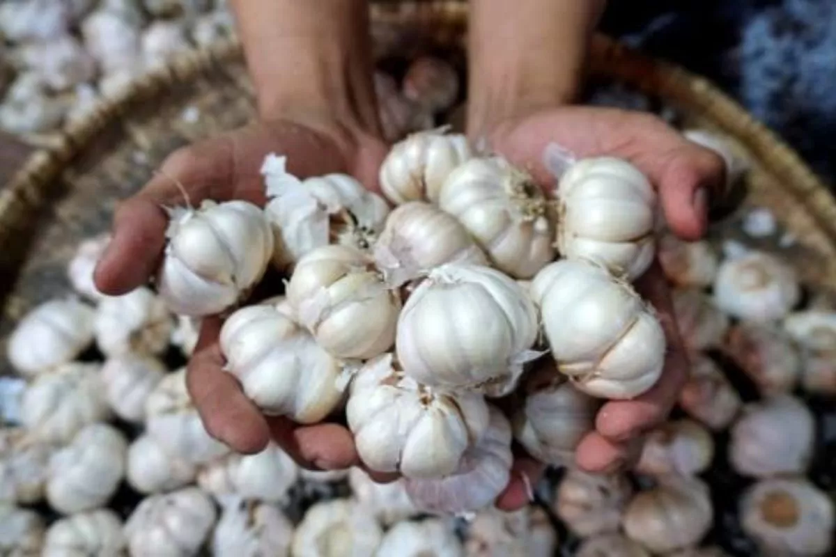 Kemendagri Peringatkan Soal Importir Tahan Kuota Bawang Putih