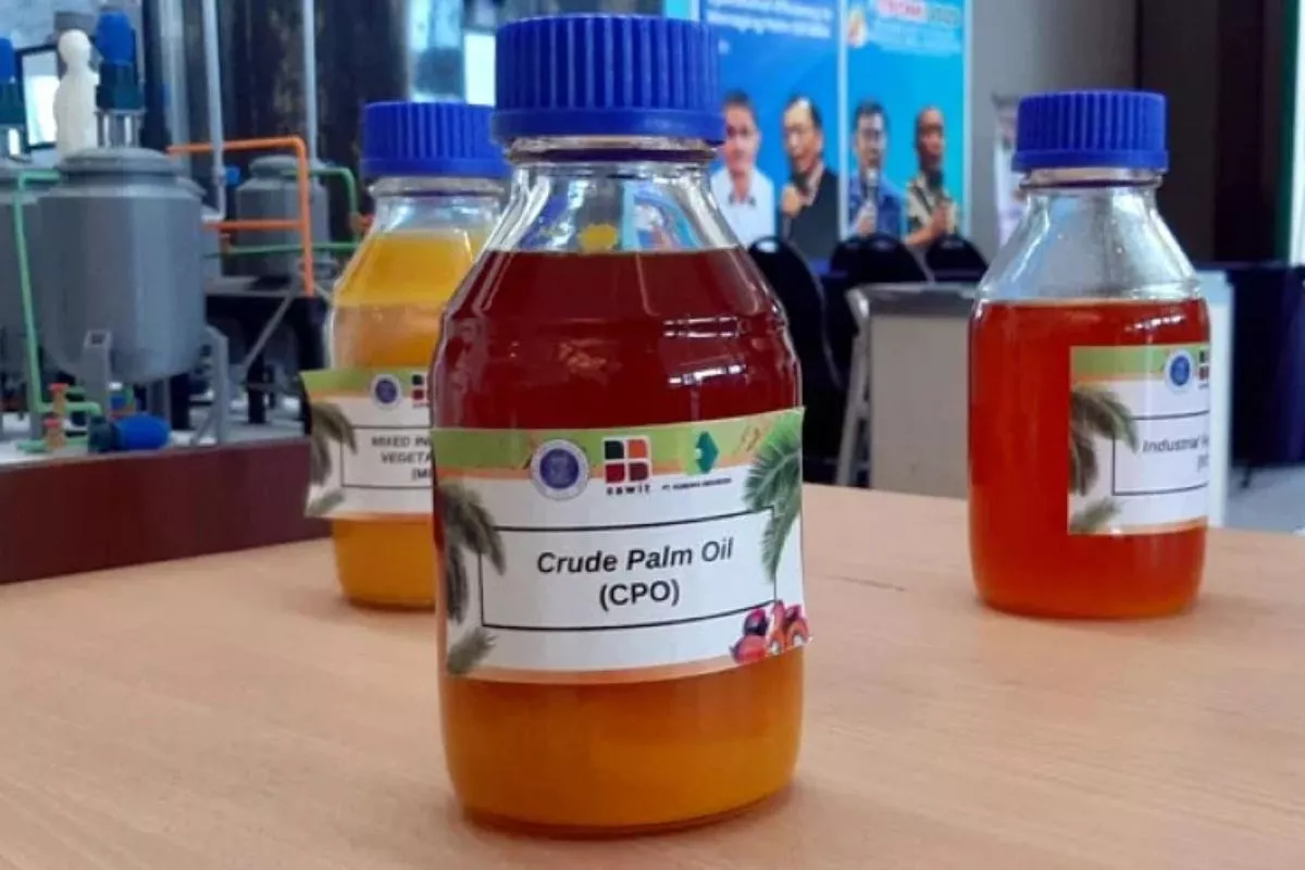 Harga CPO KPBN Menguat ke Rp15.300/Kg Dipicu Reli Minyak Nabati