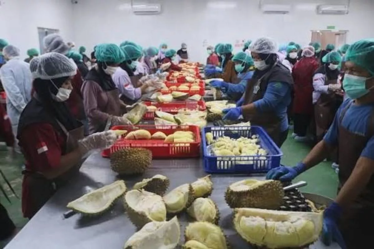 Barantin Catat Ekspor Durian Beku Sulteng ke China Tembus 7.344 Ton