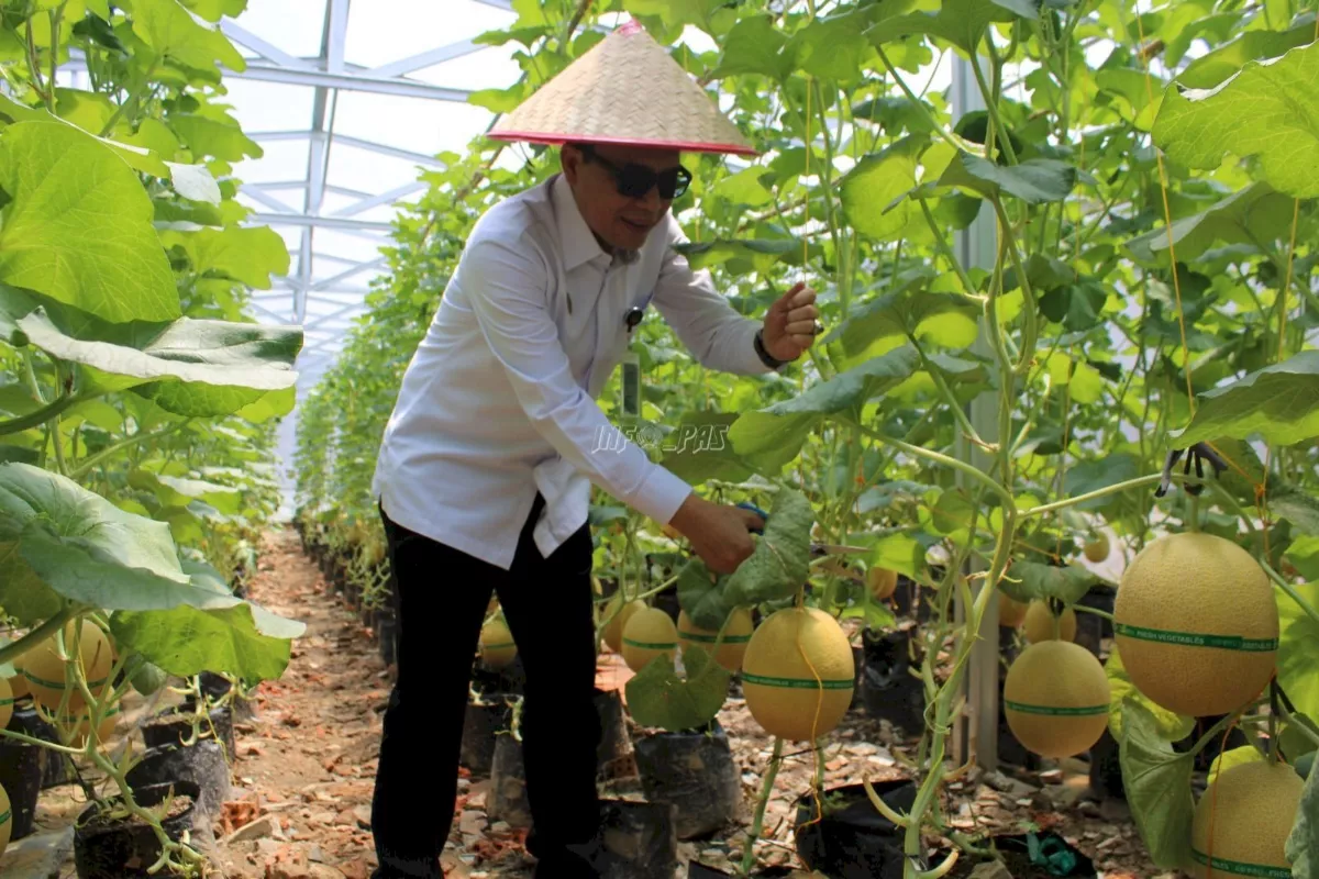  Melon Inthanon Tinggi Peminat, Cek Tips Pembinaan dari Pemkot Jaktim 
