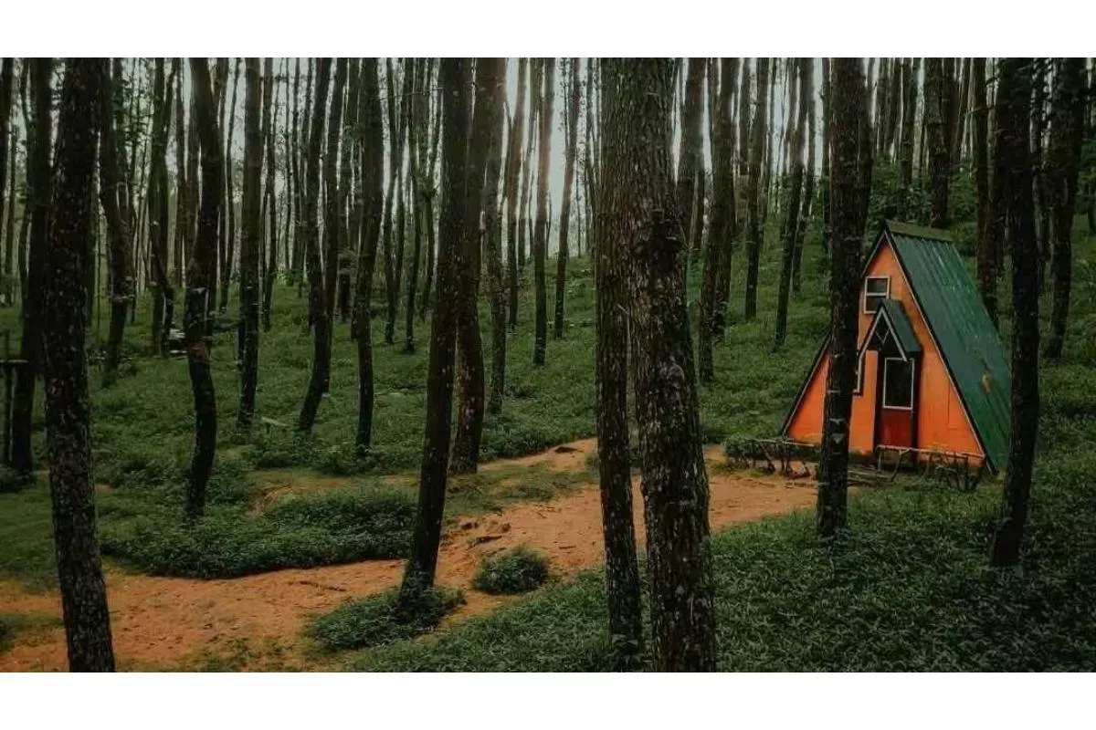 Hidden Gem! Wisata Hutan Pinus Tersembunyi di Pulau Jawa yang Eksotis