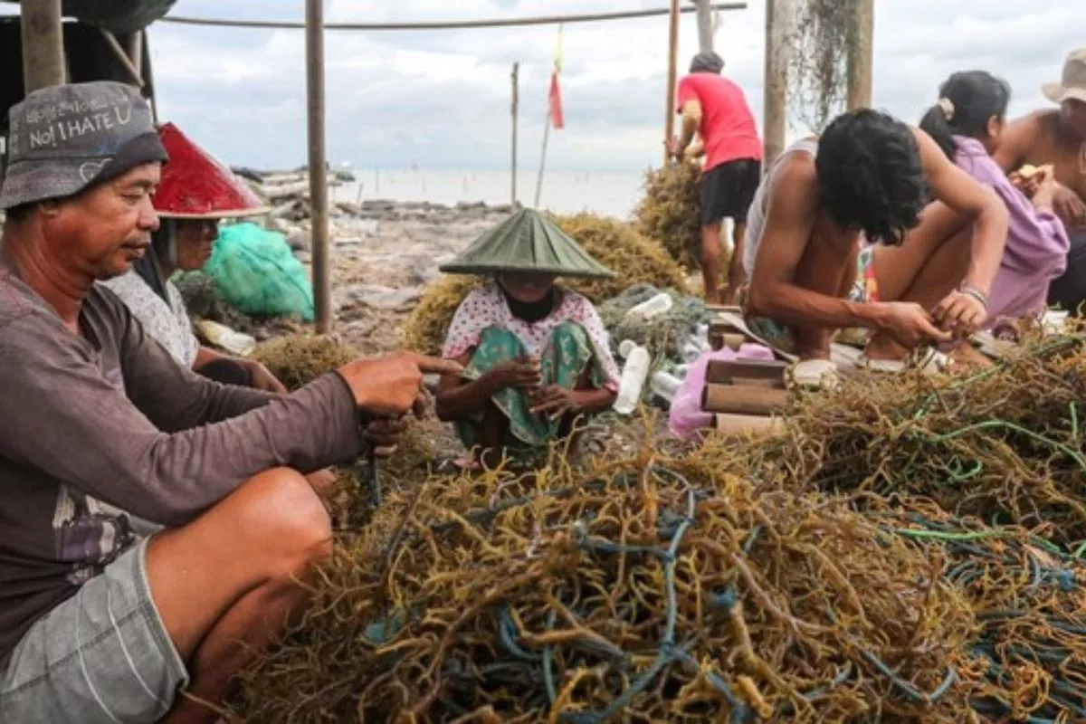 Rumput Laut Indonesia Bebas Tarif Tambahan Ekspor ke AS