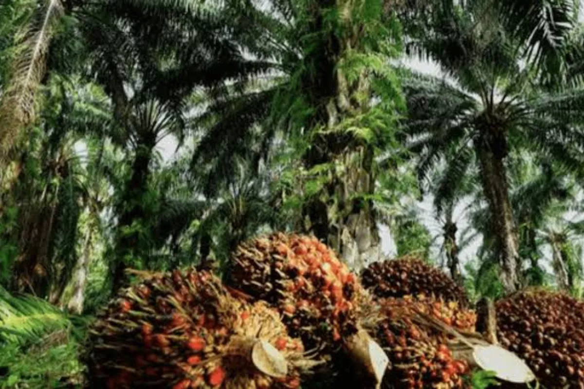 Pajak Sawit Dongkrak APBN Sumsel, Pendapatan Negara Tembus Rp7,95 T