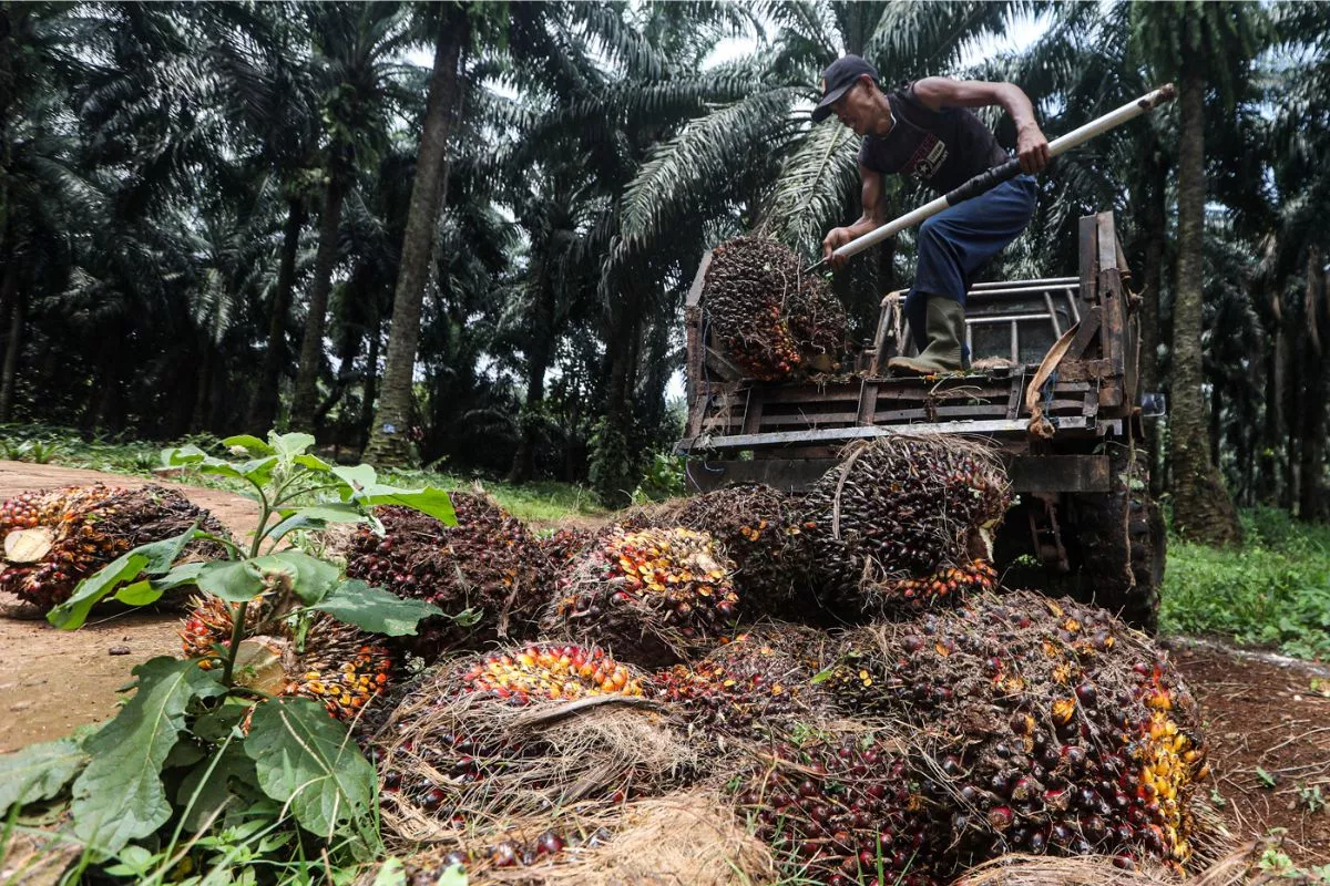 Harga TBS Sawit di Sumatra Utara Turun ke Level Rp3.934,64 per Kg