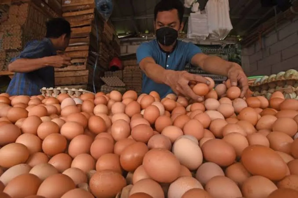 Bapanas Tambah 150.000 Ton Jagung SPHP Tekan Biaya Pakan Peternak
