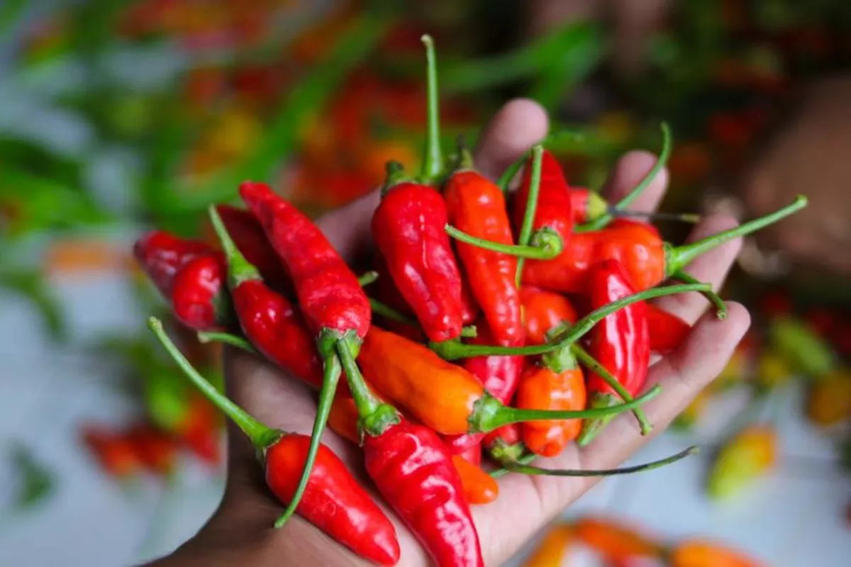 Daftar Harga Pangan 7 Agustus: Cabai Rawit Merah Tembus Rp58.750 per Kg