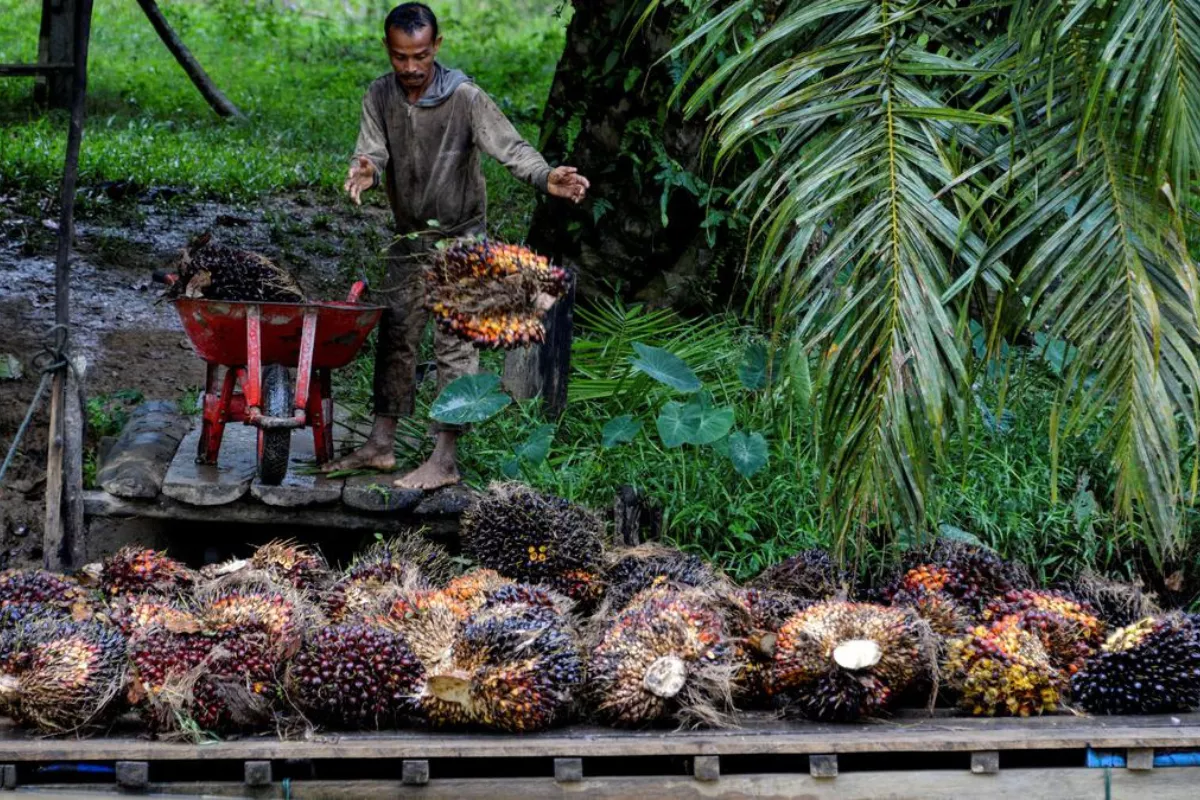 Sektor Pajak Sawit Pacu APBN Sumsel, Pendapatan Tembus Rp7,95 Triliun
