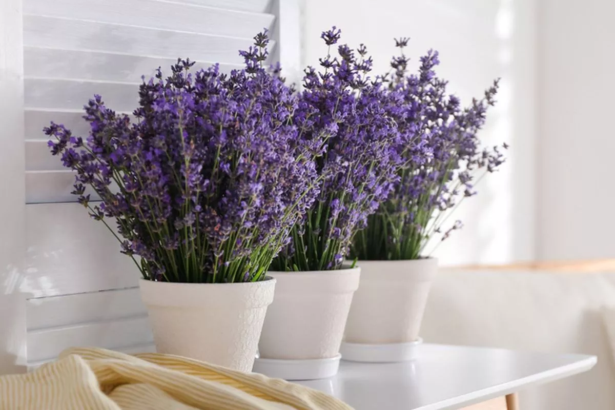 Lavender Pengusir Hama Rumah: Kutu Kasur Hingga Ular Kabur
