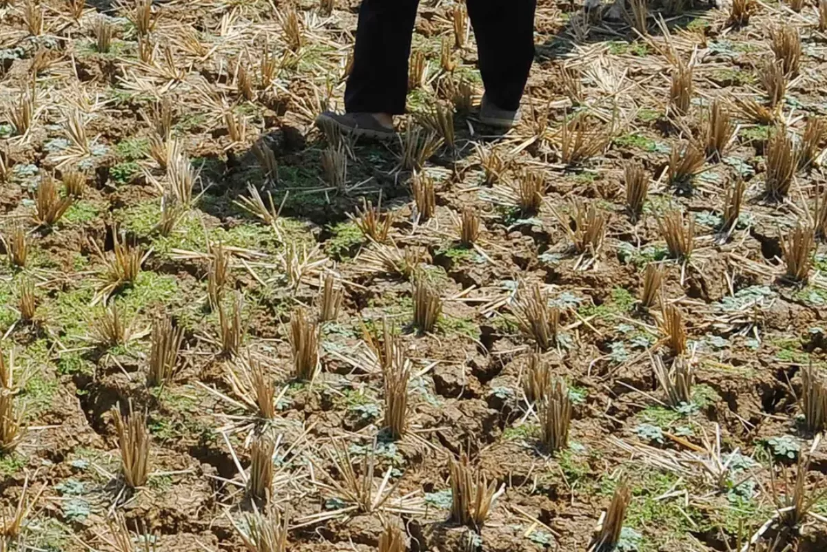 Progres Terbaru Penanganan Sawah Terdampak El Nino di Lamongan