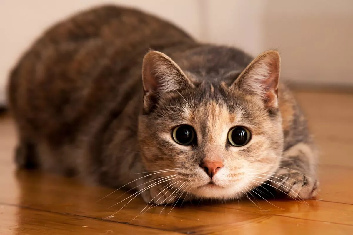 Mengapa Kucing Suka Tidur Seharian Intip 7 Alasan Alaminya