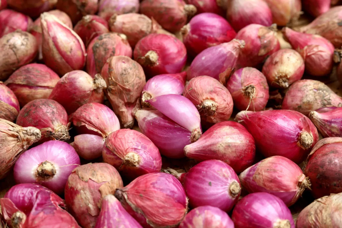 Daftar Harga Pangan 9 September: Cabai Rawit Merah Melesat 10,22 Persen