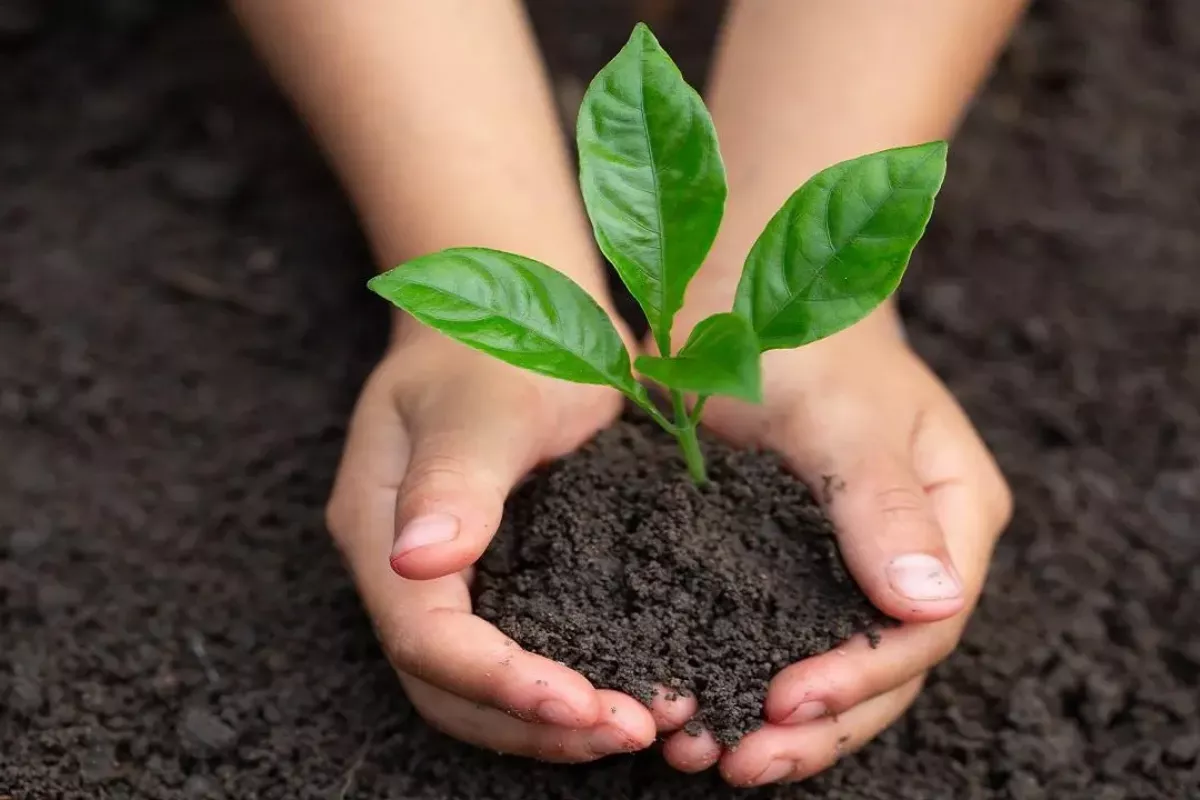 Reboisasi Hutan: Solusi Hijau Pemulihan Ekosistem