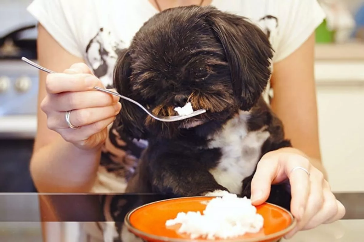 Panduan Memberikan Nasi untuk Anjing Peliharaan dan Jenis yang Aman