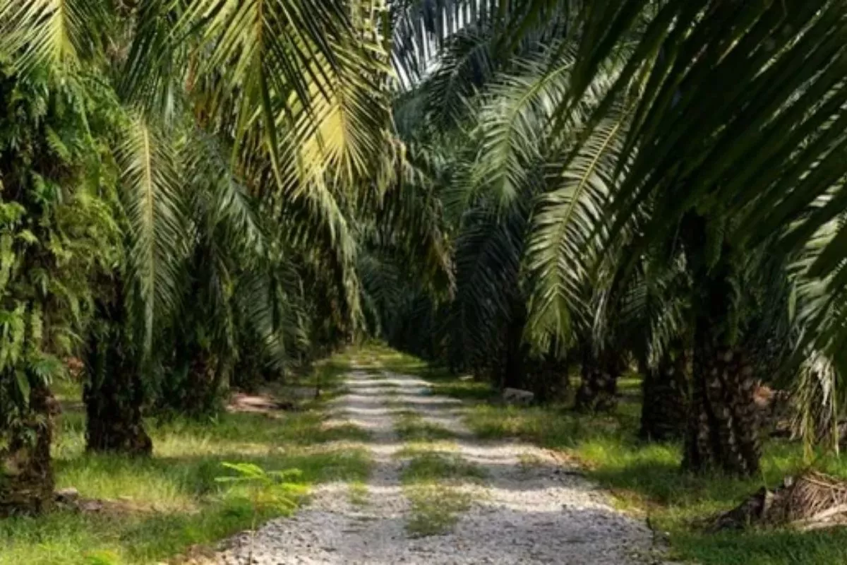 Pemkab Bengkulu Tengah Usul 212 Hektare Replanting Sawit