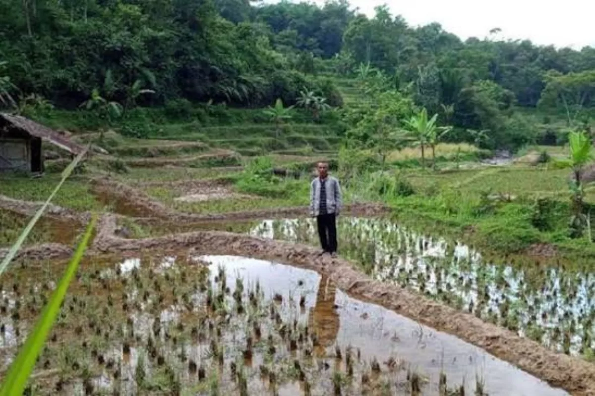 Risiko Gagal Panen Tinggi, Pemahaman AUTP Petani Perlu Ditingkatkan