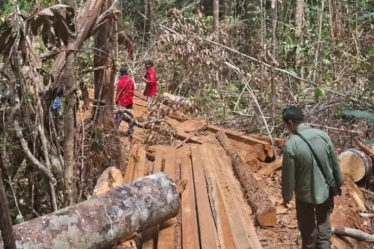 Aktivitas Penambangan Emas Tanpa Izin di Hutan Sulut Resmi Dihentikan