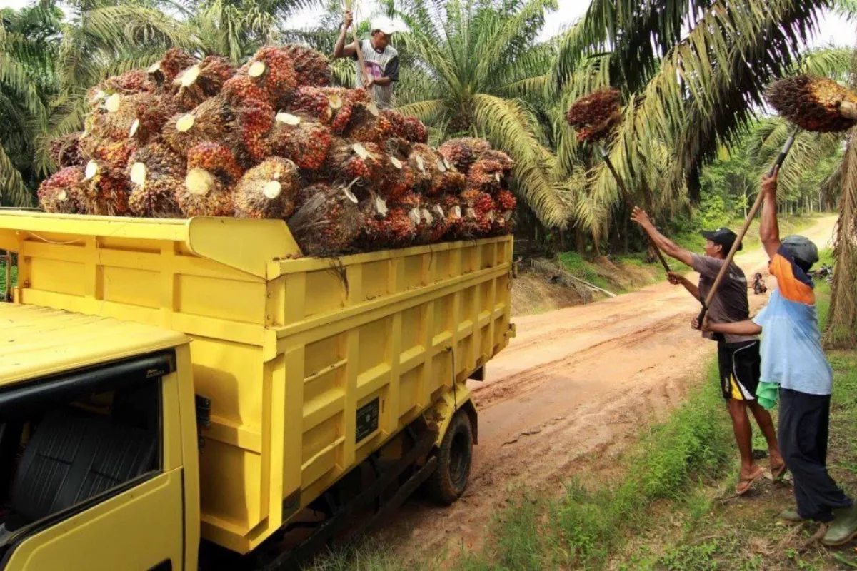 Harga TBS Sawit Kaltim Naik Rp42,97 Menjadi Rp3.604,66 per Kilogram