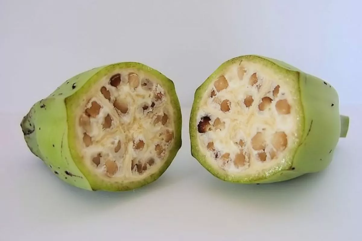 Beda Banget, Begini Penampakan Buah Pisang Zaman Dulu