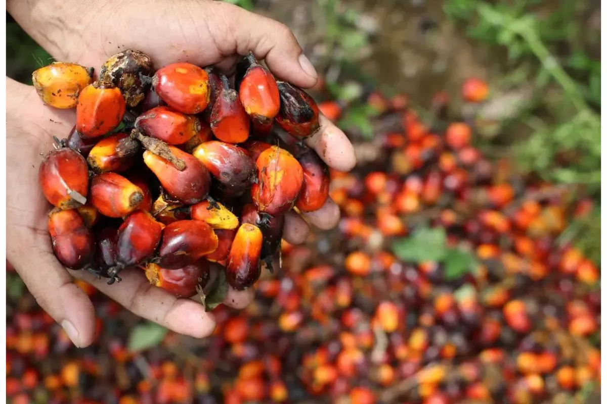 Saham Emiten Sawit Melejit Imbas Kenaikan Harga CPO Dunia Hari Ini