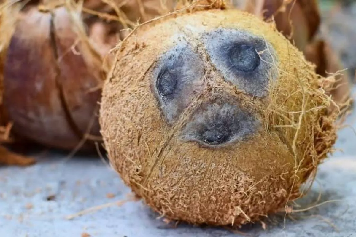 Pemprov Riau Ungkap Penyebab Anjloknya Harga Kelapa di Inhil