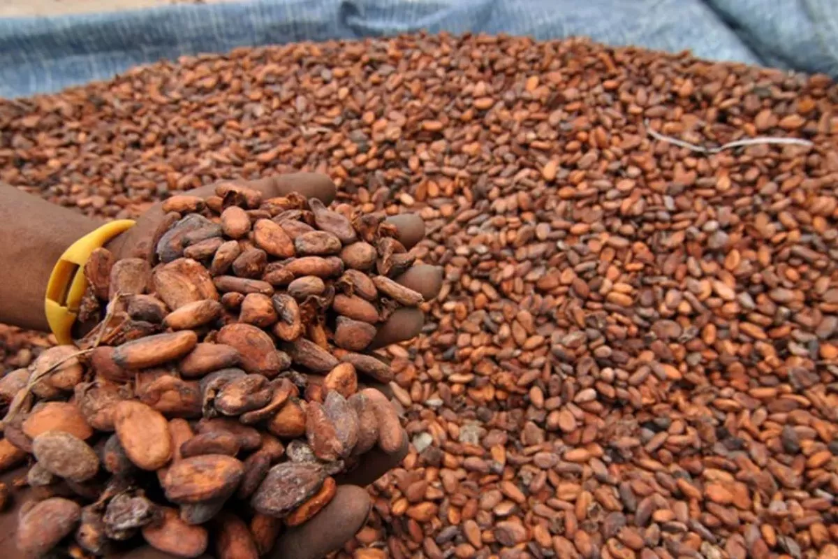  Harga Kakao AS 5 Juni 2026 Berada di Level 3.964 Dolar AS per Ton 