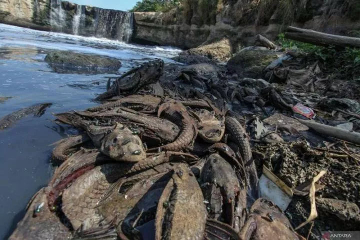 Penanganan Ikan Sapu-Sapu Rekomendasi MUI oleh Pemkot Jaksel