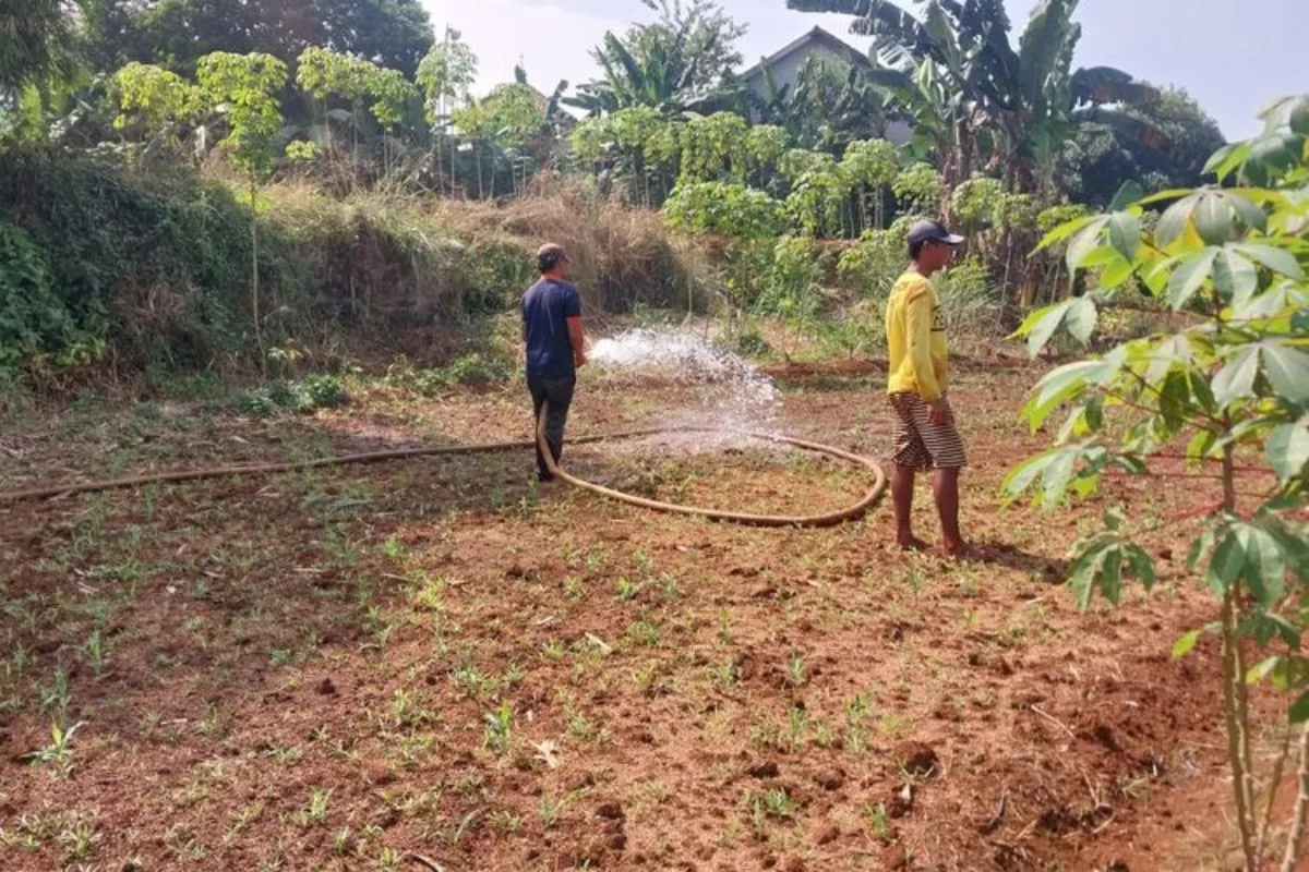 Biaya Tanam Tembakau Naik, Petani di Pamekasan Berharap Harga Tinggi