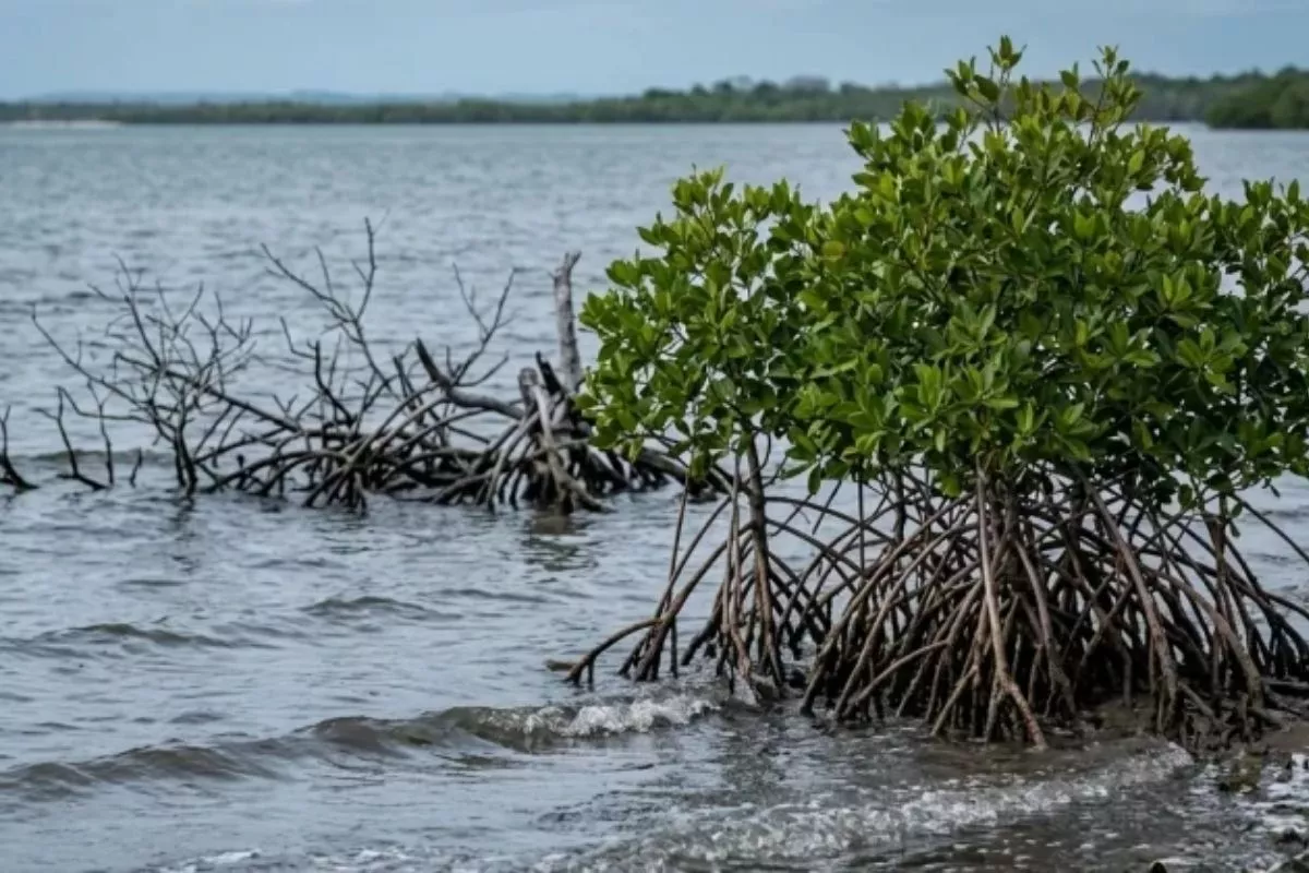 Permukaan Laut Naik, Daya Serap Karbon Mangrove Terancam