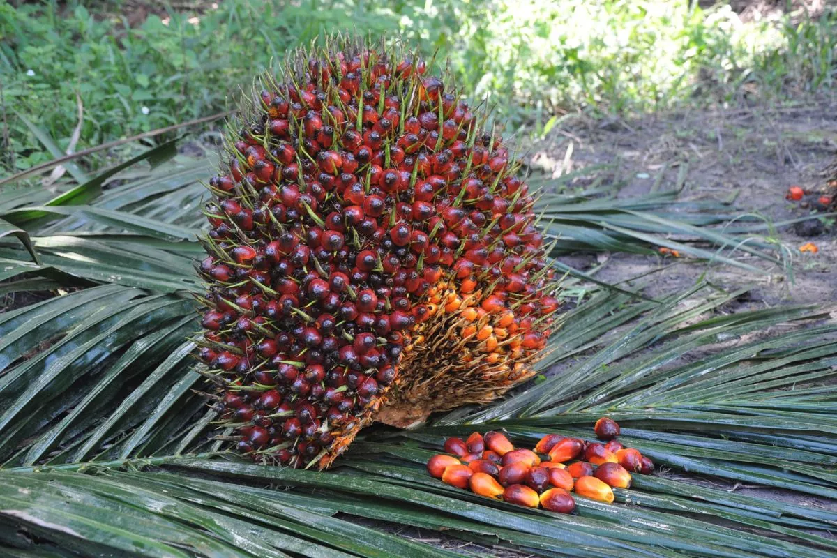 Stabil Harga Tertinggi TBS Kelapa Sawit Dharmasraya Rp3.789 per Kg