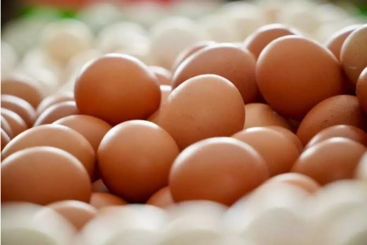 Kementan Patok Harga Ayam Rp19.500 dan Telur Rp24.000 Mulai 15 Juli
