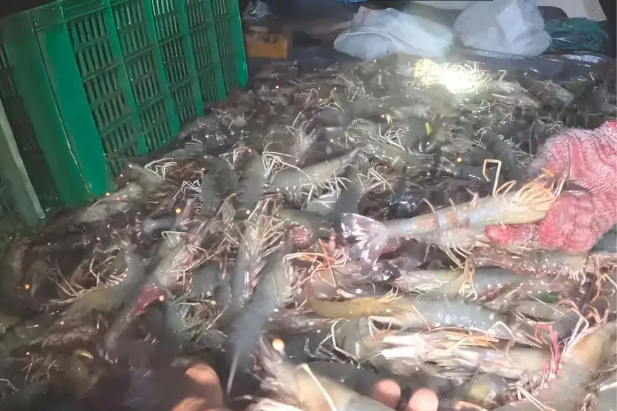 KKP Sebut Tarif Udang RI di AS Lebih Rendah dari Vietnam dan India