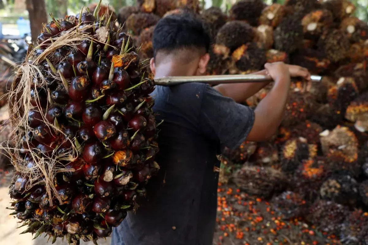Dukung B50, Pemerintah Percepat Peremajaan Sawit Rakyat