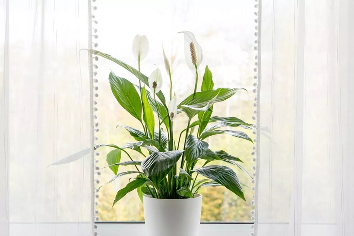 Bahaya Menyiram Peace Lily dengan Air Keran