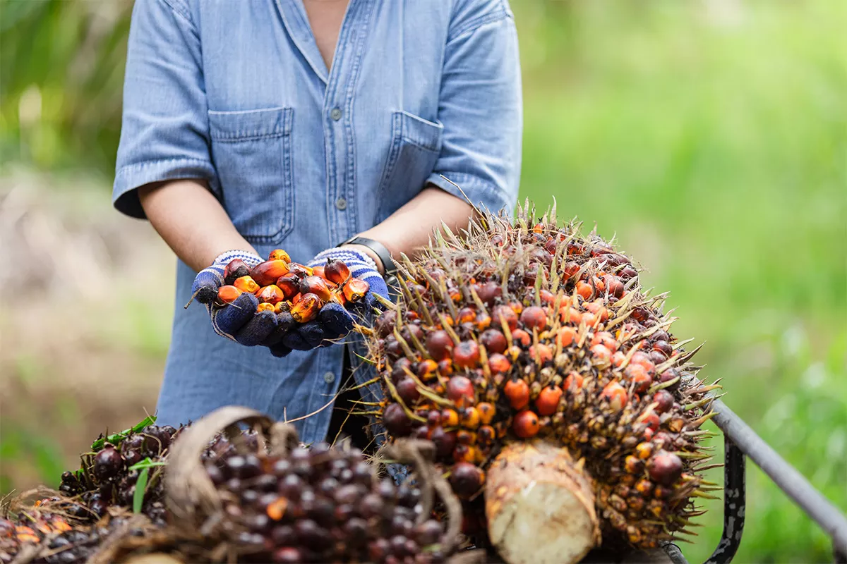 Kontrak CPO di Bursa Malaysia Turun Usai Diterpa Aksi Profit Taking