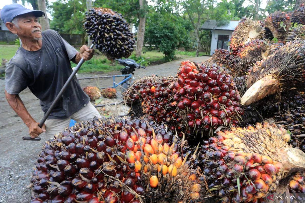 DSI Hanya Jadi Pengawas, Kontrak Bisnis Dipastikan Aman