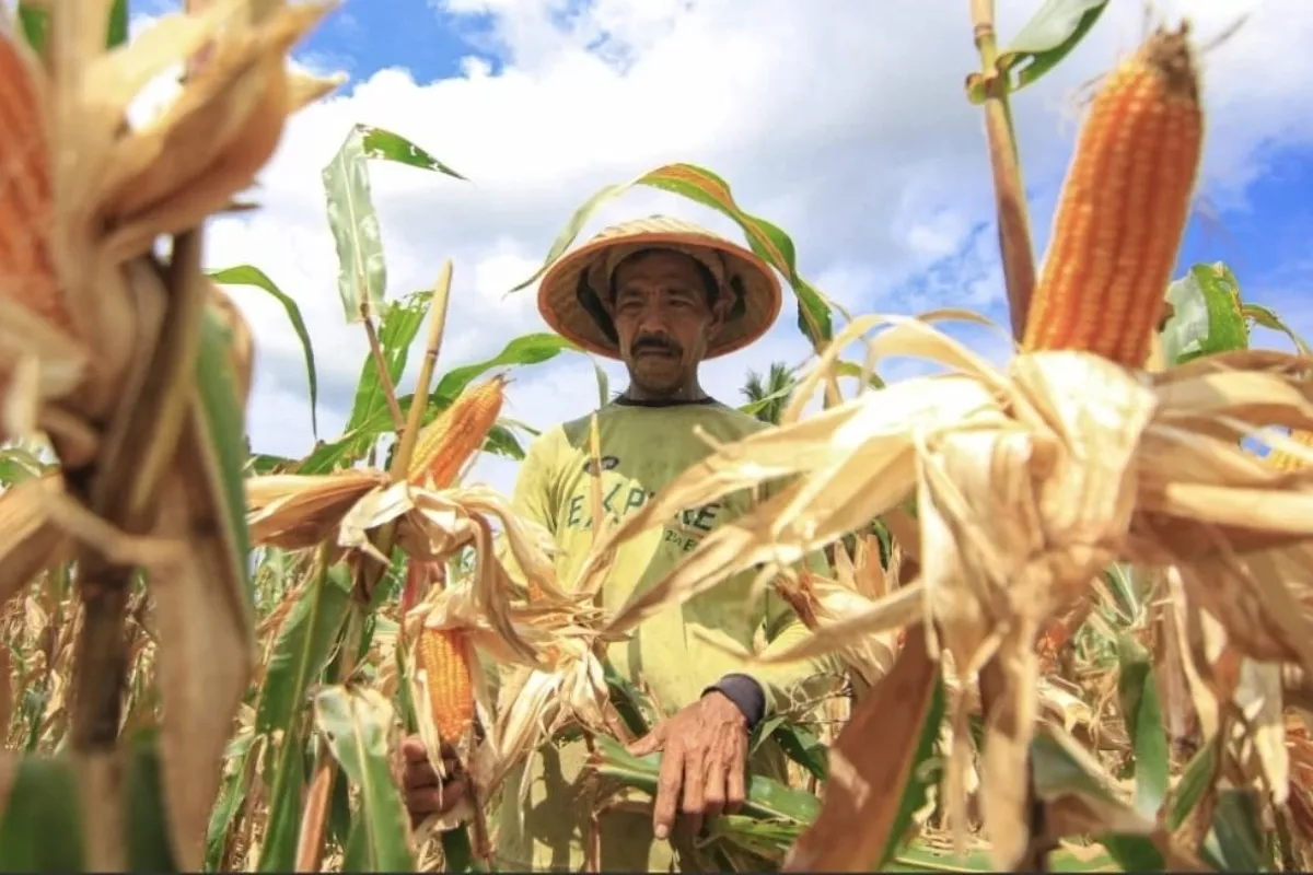 Proyeksi BPS Produksi Jagung Januari September 2026 Turun 1,07 Persen