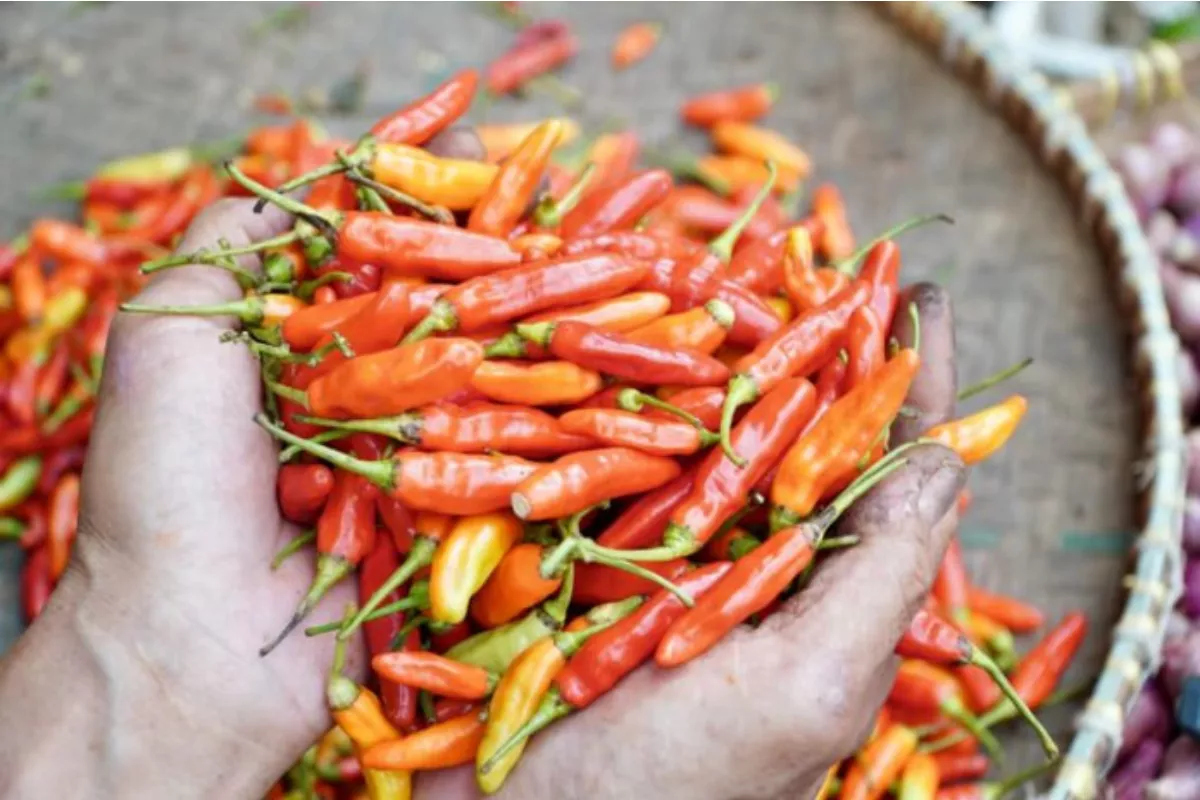 Cabai Rawit Merah Rp62.100/ Kg, Cek Harga Pangan Hari Ini