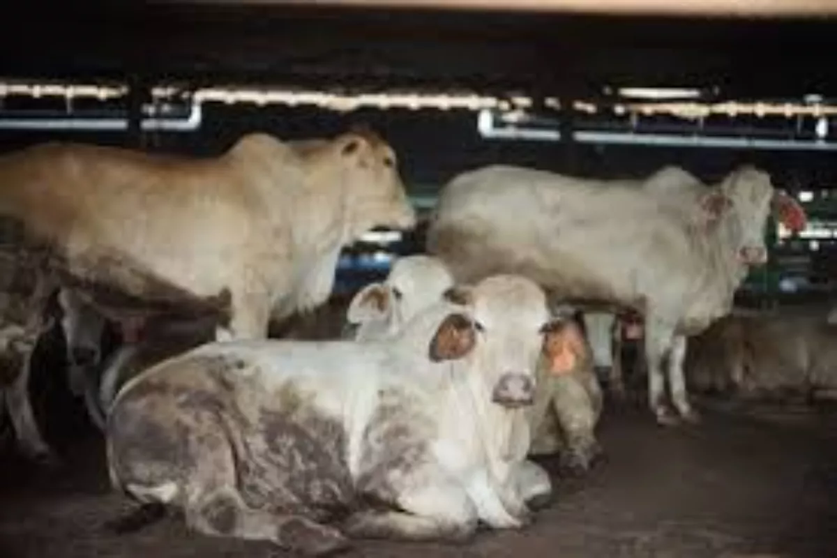 Dharma Jaya Siapkan 900 Sapi Kurban Sehat Sambut Idul Adha 2026