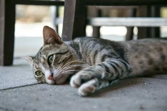 8 Tanda Kucing Mengalami Kebosanan yang Wajib Dipahami Para Pemilik