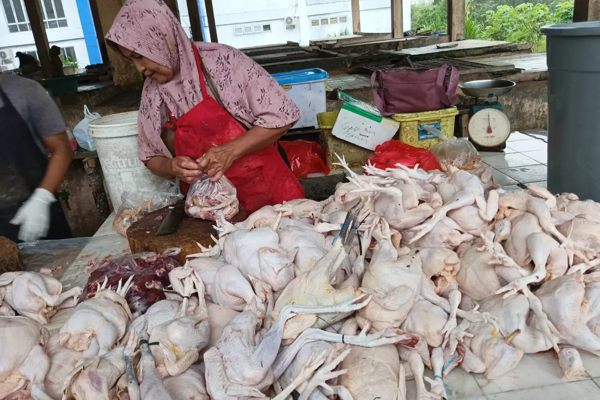 Harga Ayam Potong di Bengkulu Melonjak Hingga Rp45.000 per Kilogram