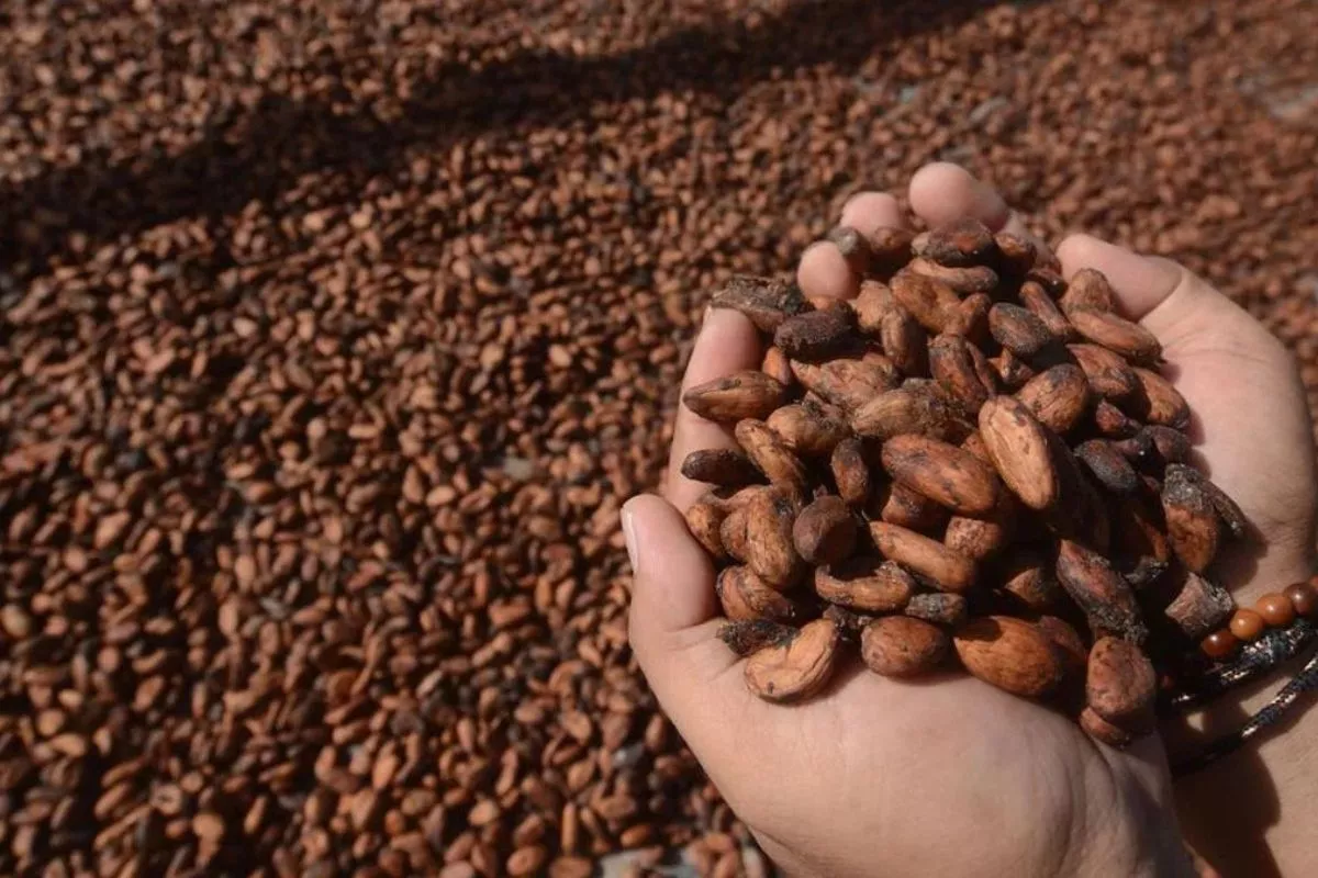 Harga Kakao Naik Akibat El Nino dan Cuaca Buruk, Kata Kemendag