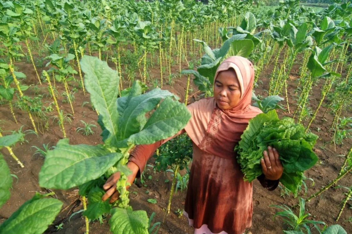 Tembakau Lokal Sulit Penuhi Batas Nikotin 1 Mg Ini Dampak Buruknya