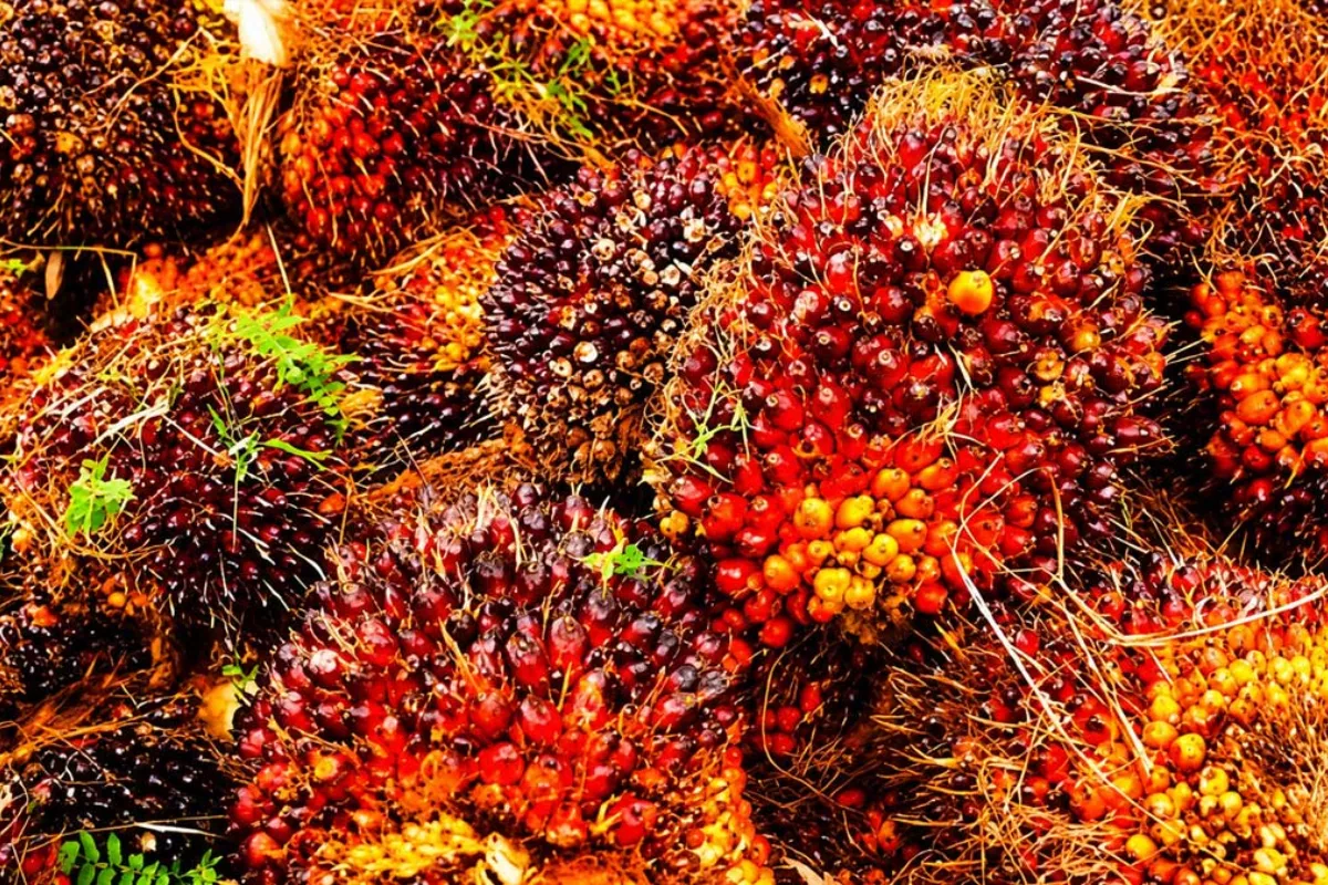 Update Harga TBS Sawit Sumbar Juni 2026 Turun Jadi Rp 3.684 per Kg