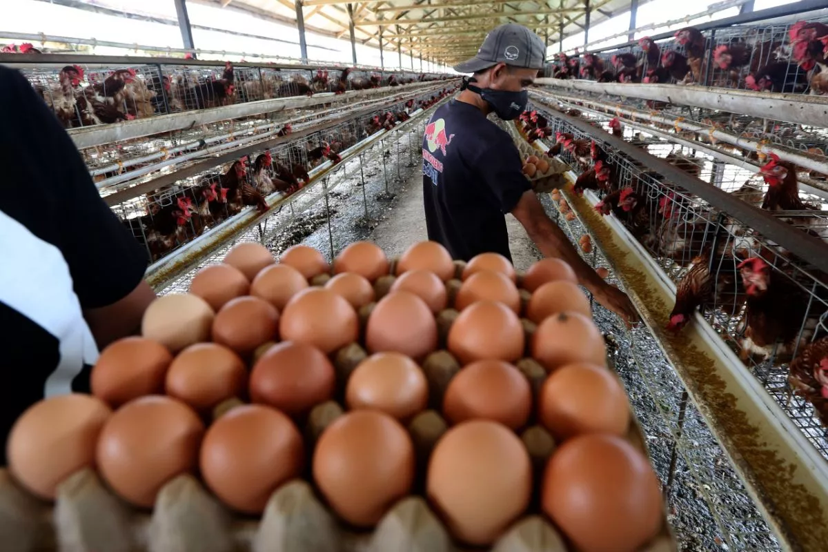 Standar Harga Telur Ayam Rp24 Ribu Jadi Angin Segar bagi Peternak