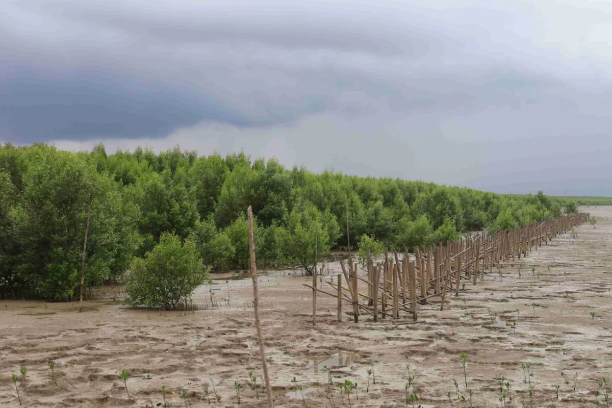 PLN EPI Dorong Dekarbonisasi Lewat Restorasi Ekosistem Mangrove